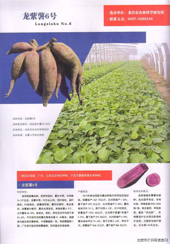 甘薯新品种龙紫6号