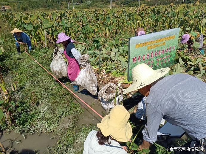 “长汀槟榔芋绿色生态高效栽培技术示范推广”通过专家现场测产验收